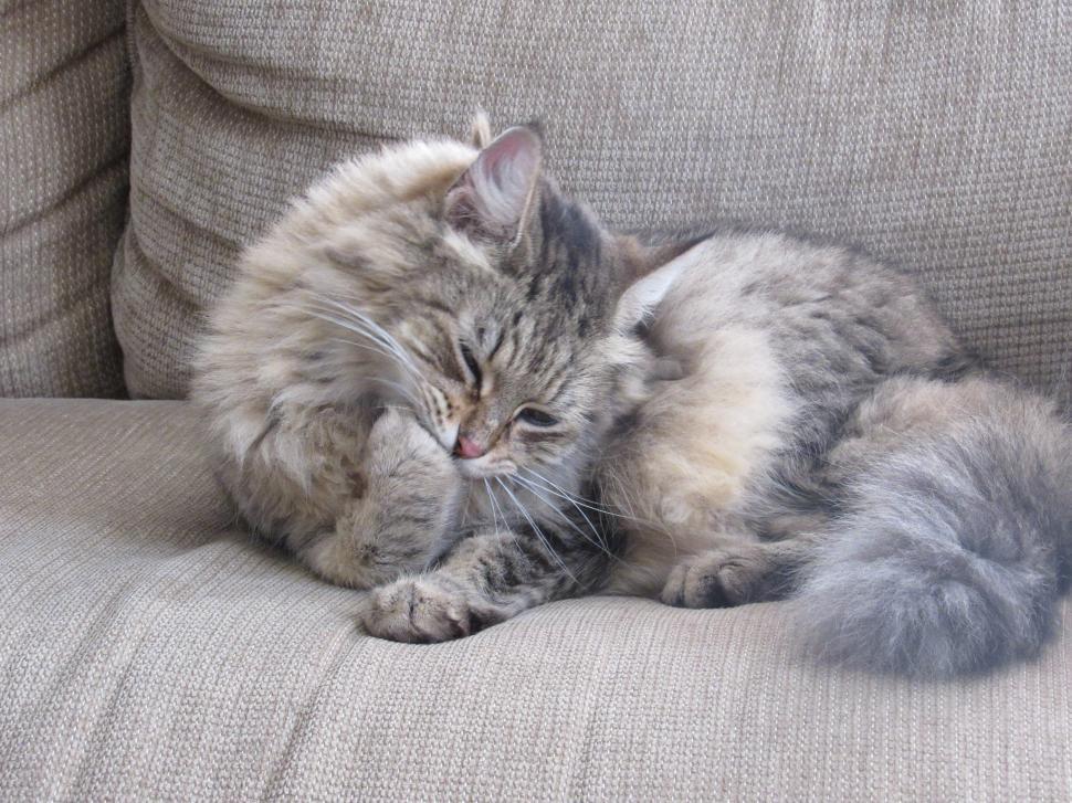 Free Image of Cat Resting on Couch Next to Pillows 