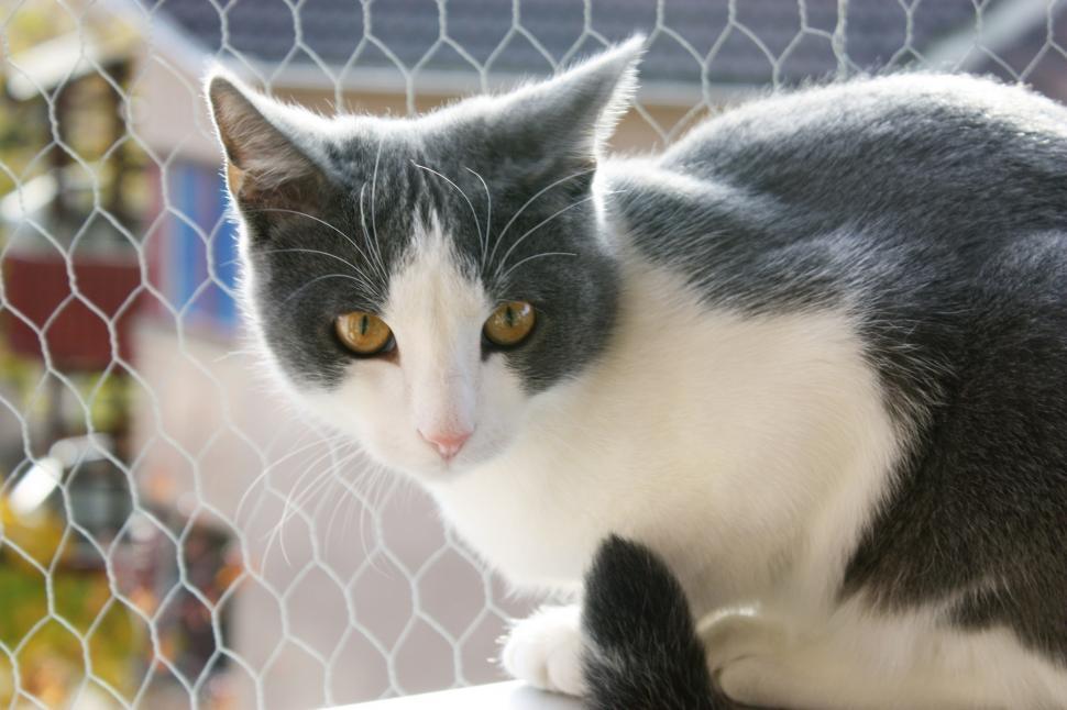 Free Image of Black and White Cat Sitting on Window Sill 