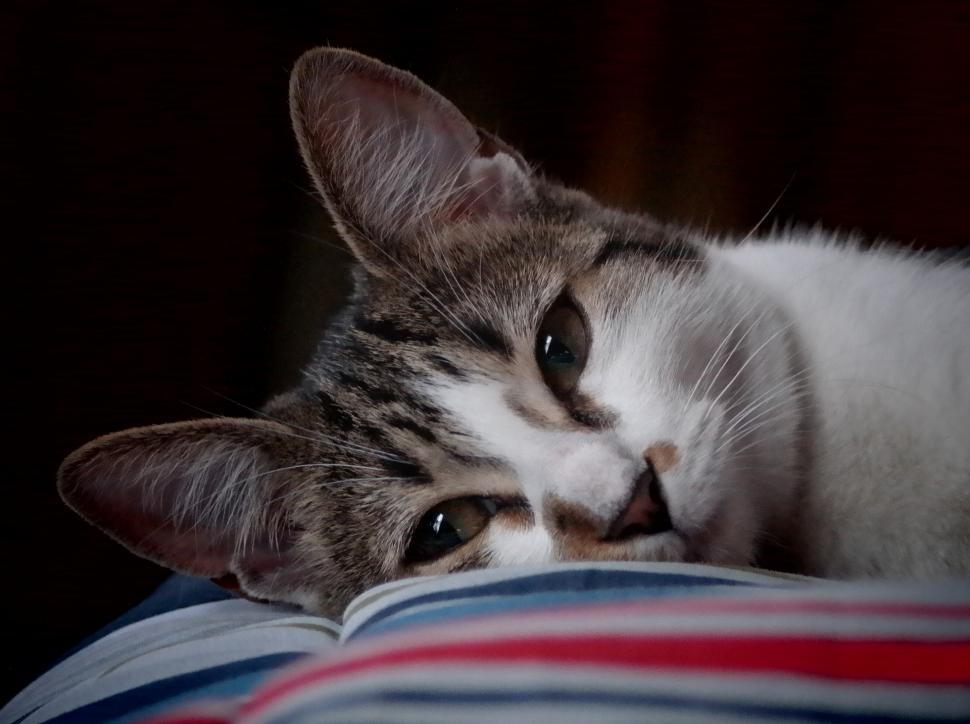 Free Image of A Close Up of a Cat Laying on a Pillow 