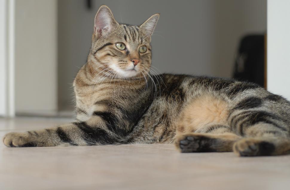 Free Image of Cat Laying on Floor Looking at Camera 