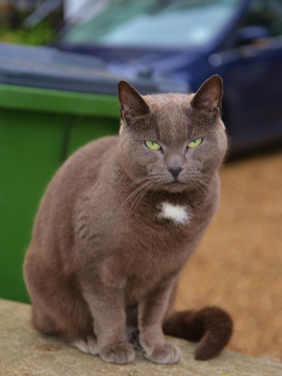 Free Image of Gray Cat Sitting on Top of a Cement Slab 