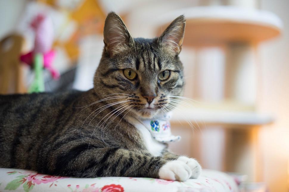 Free Image of Cat Laying on Bed Next to Wooden Chair 