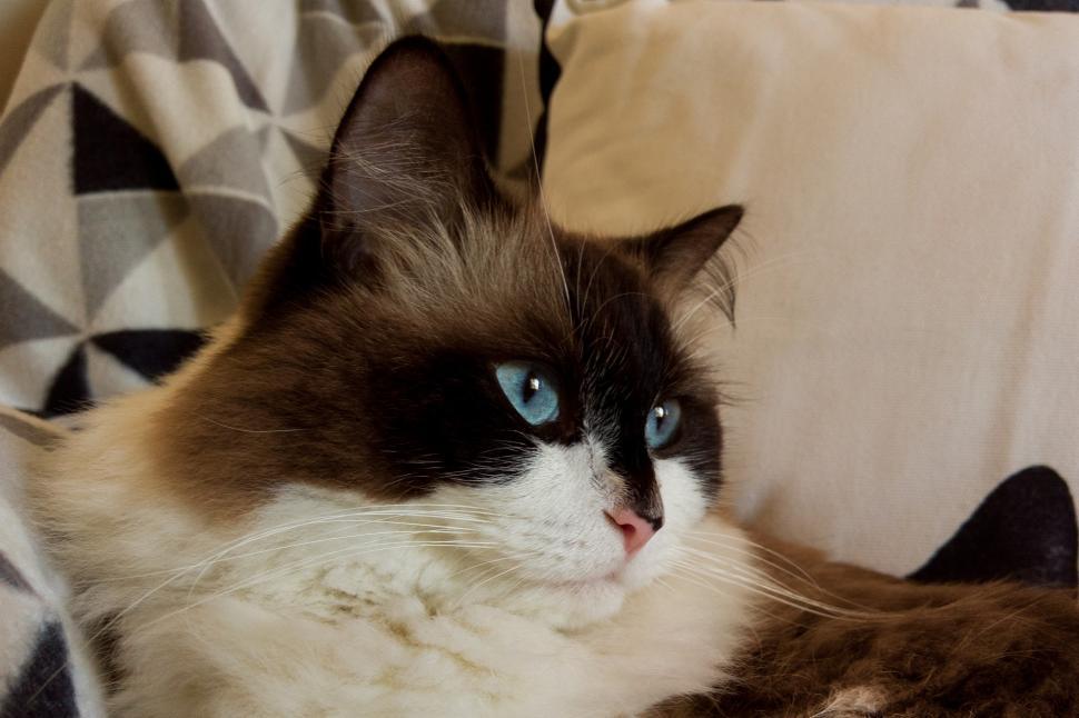 Free Image of Close-Up of Cat Laying on Bed 
