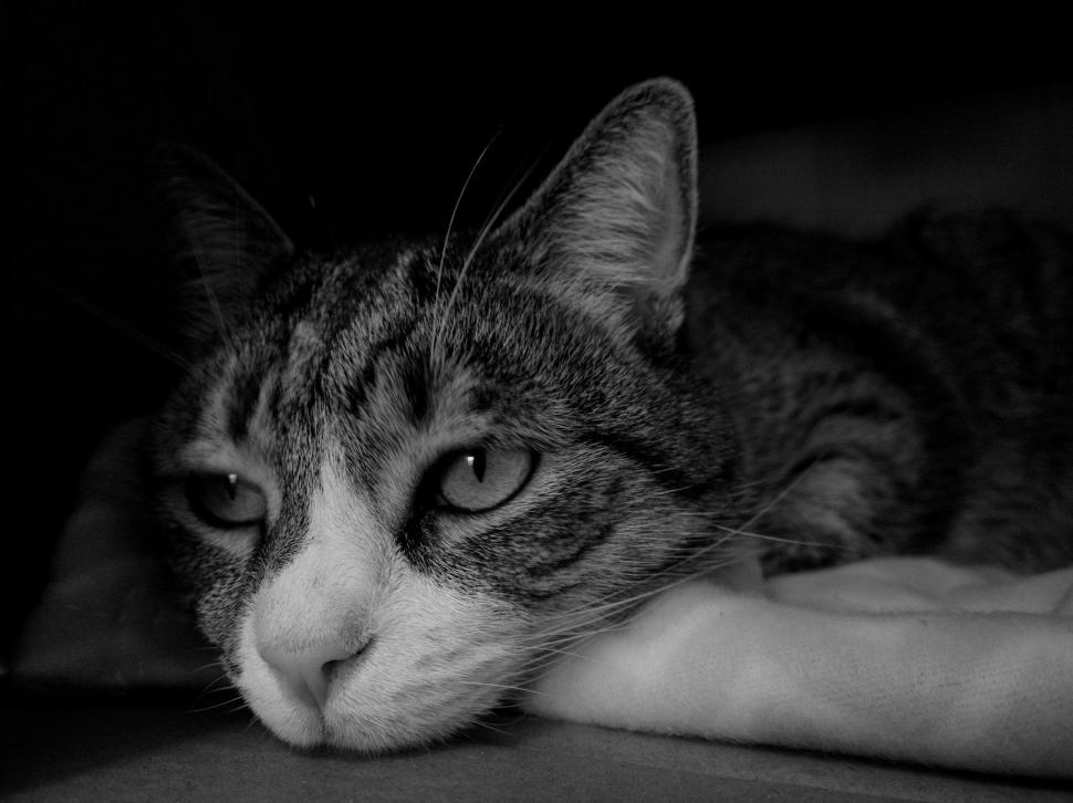 Free Image of Cat Laying on Bed 
