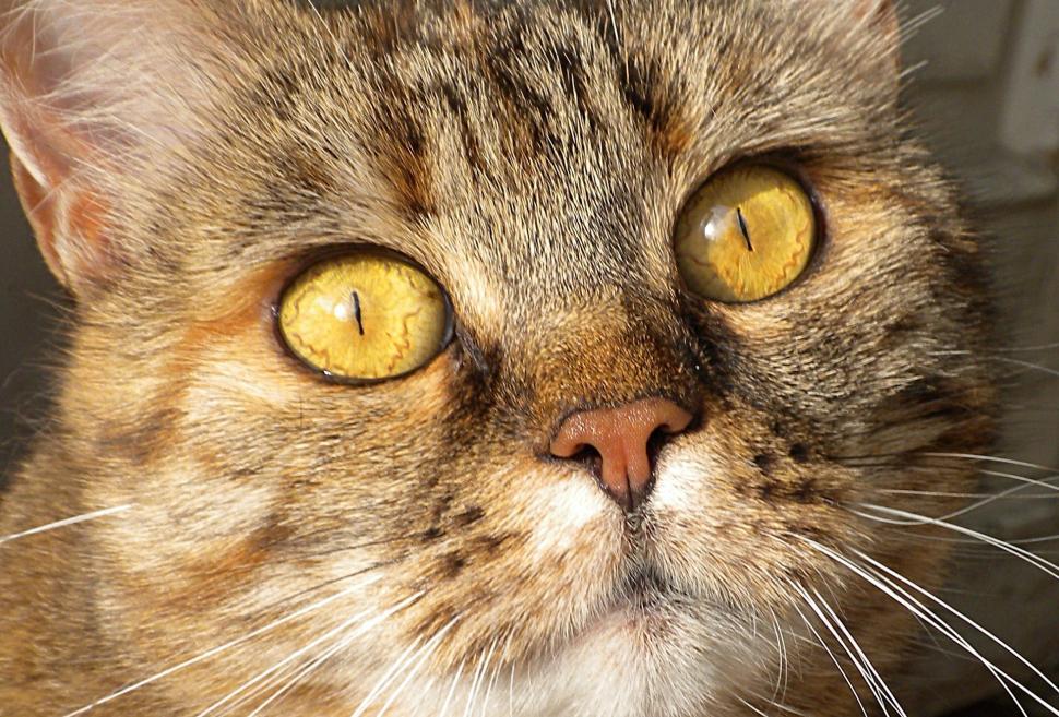 Free Image of Close Up of a Cat With Yellow Eyes 