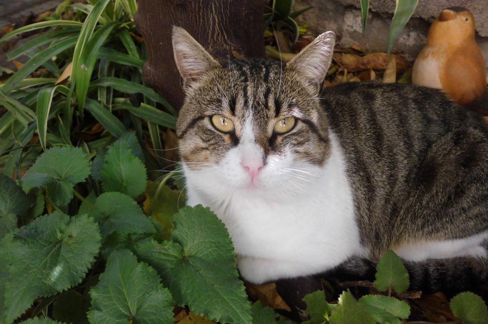 Free Image of Cat Sitting in Grass Near Plants 