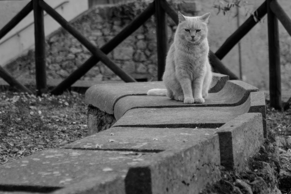 Free Image of Cat Sitting on Bench 