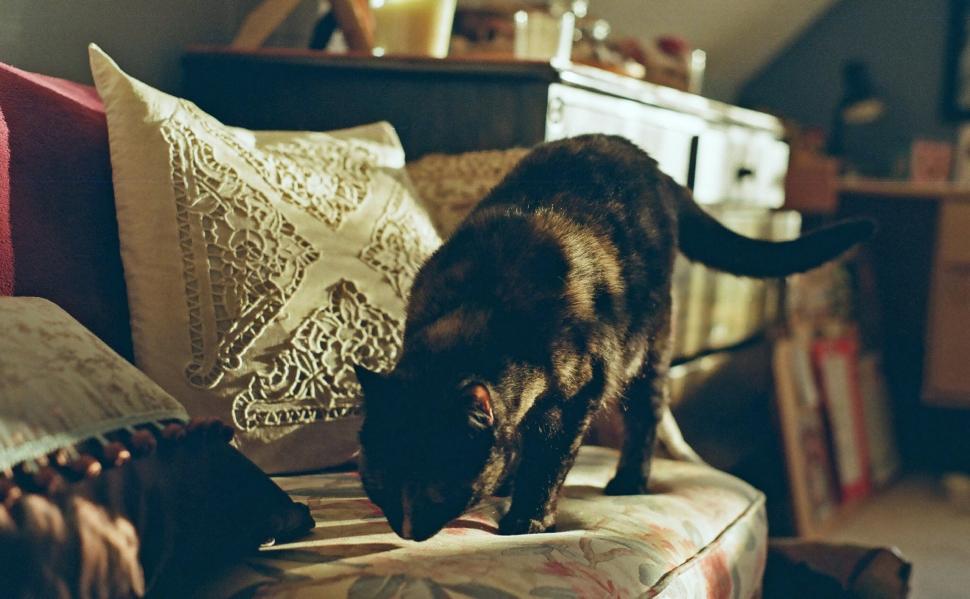 Free Image of Cat Standing on Couch With Pillows 