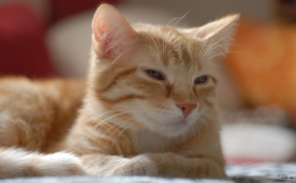 Free Image of Close Up of a Cat Laying on a Bed 