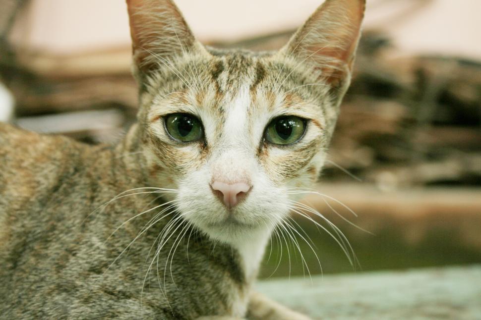 Free Image of Close Up of Cat With Blurry Background 
