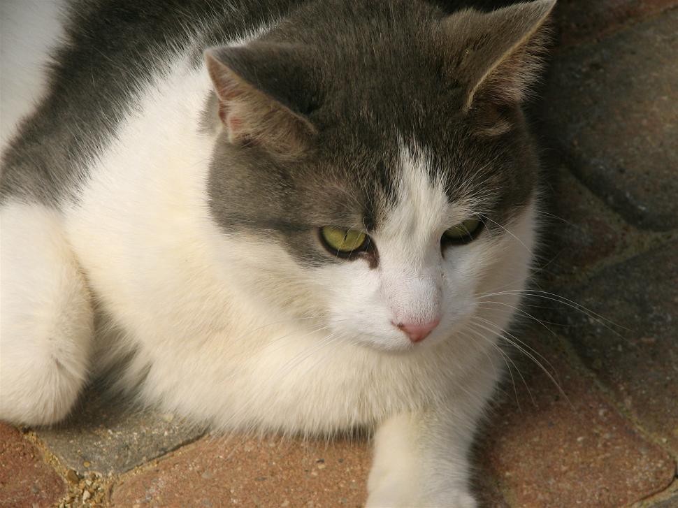 Free Image of Gray and White Cat Laying on Tile Floor 