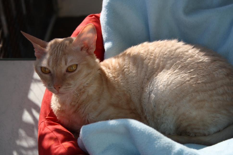 Free Image of Cat Resting on Blanket 