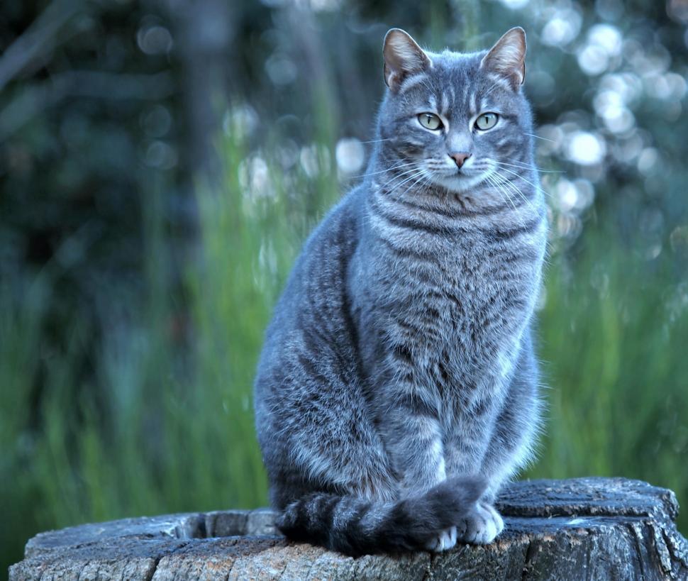 Free Image of Cat Sitting on Top of a Tree Stump 