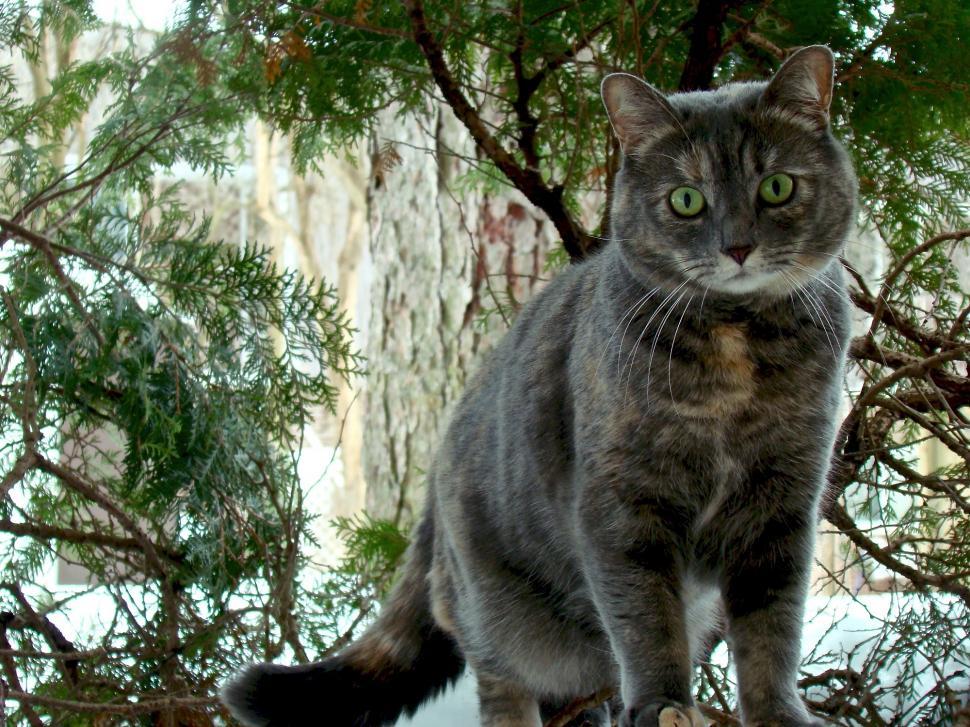Free Image of Cat Sitting on Top of a Tree Branch 