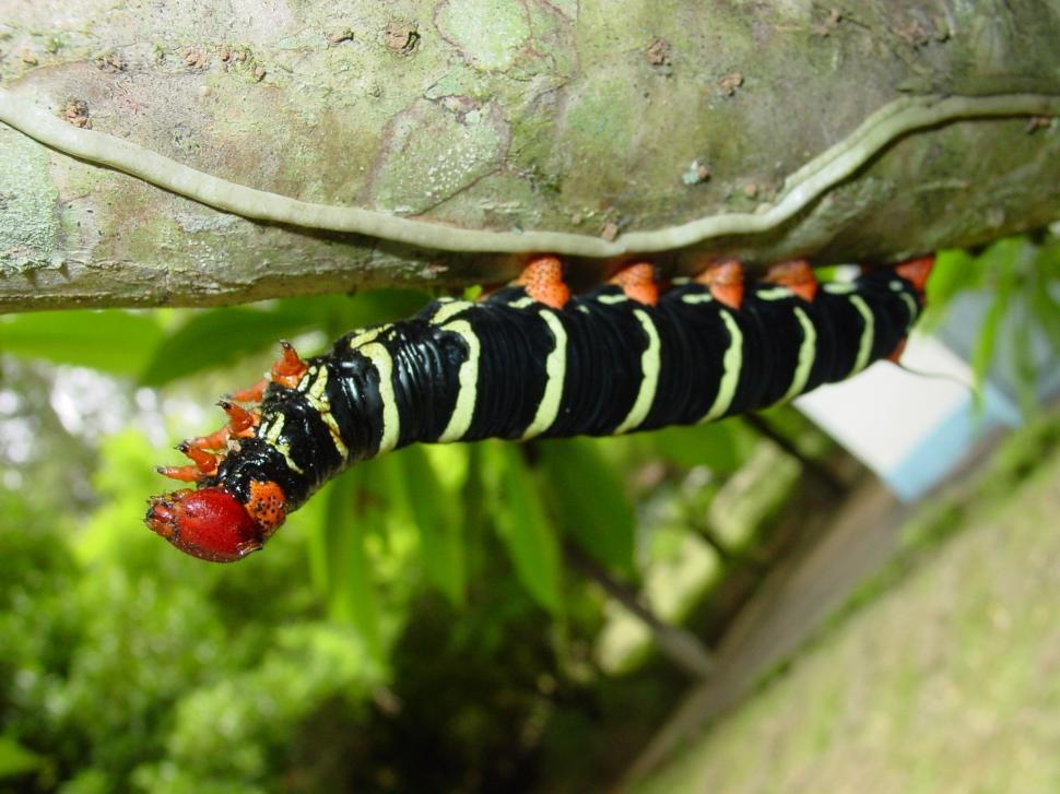 Free Image of Caterpillar Crawling on Tree Branch 