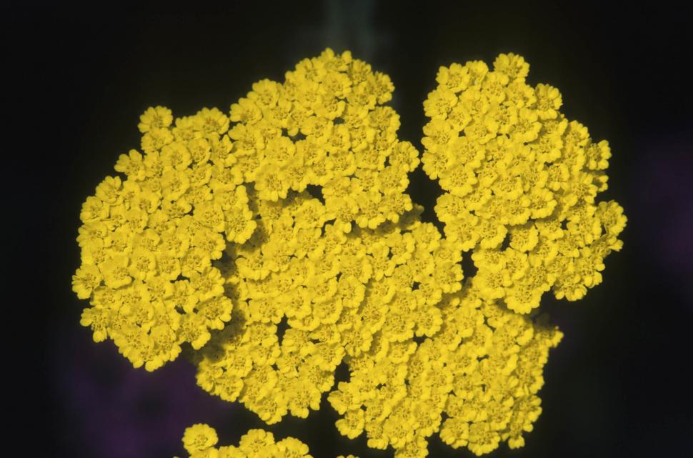 Free Image of cluster of yellow flowers 