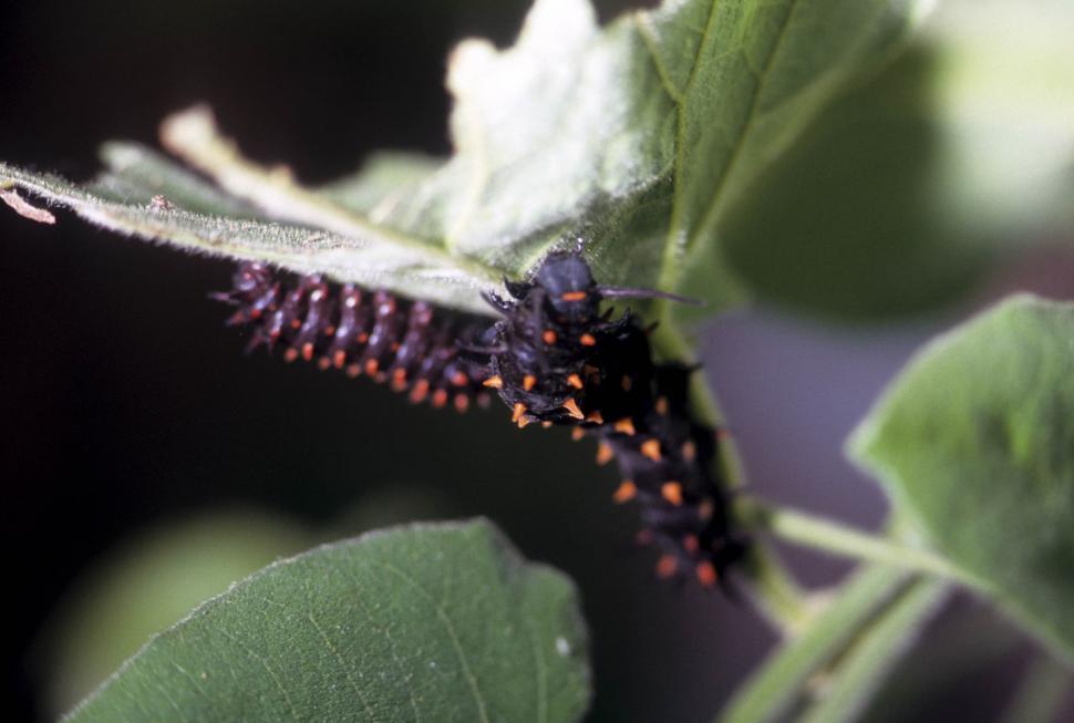 Free Image of caterpillars eating 