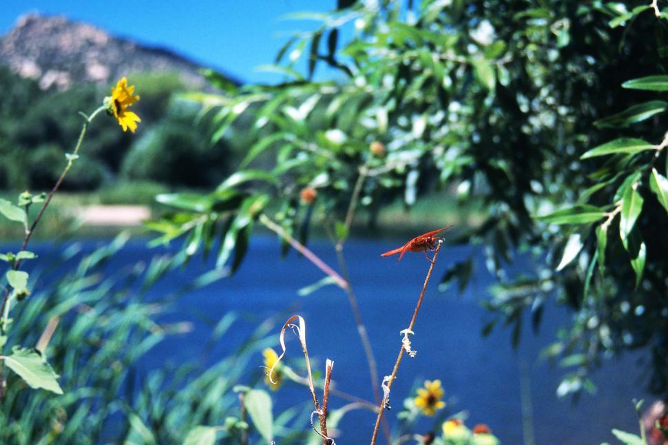 Free Image of View of a Body of Water Through Plants 