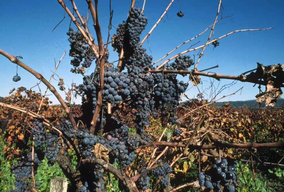 Free Image of ripe grapes in vineyard 