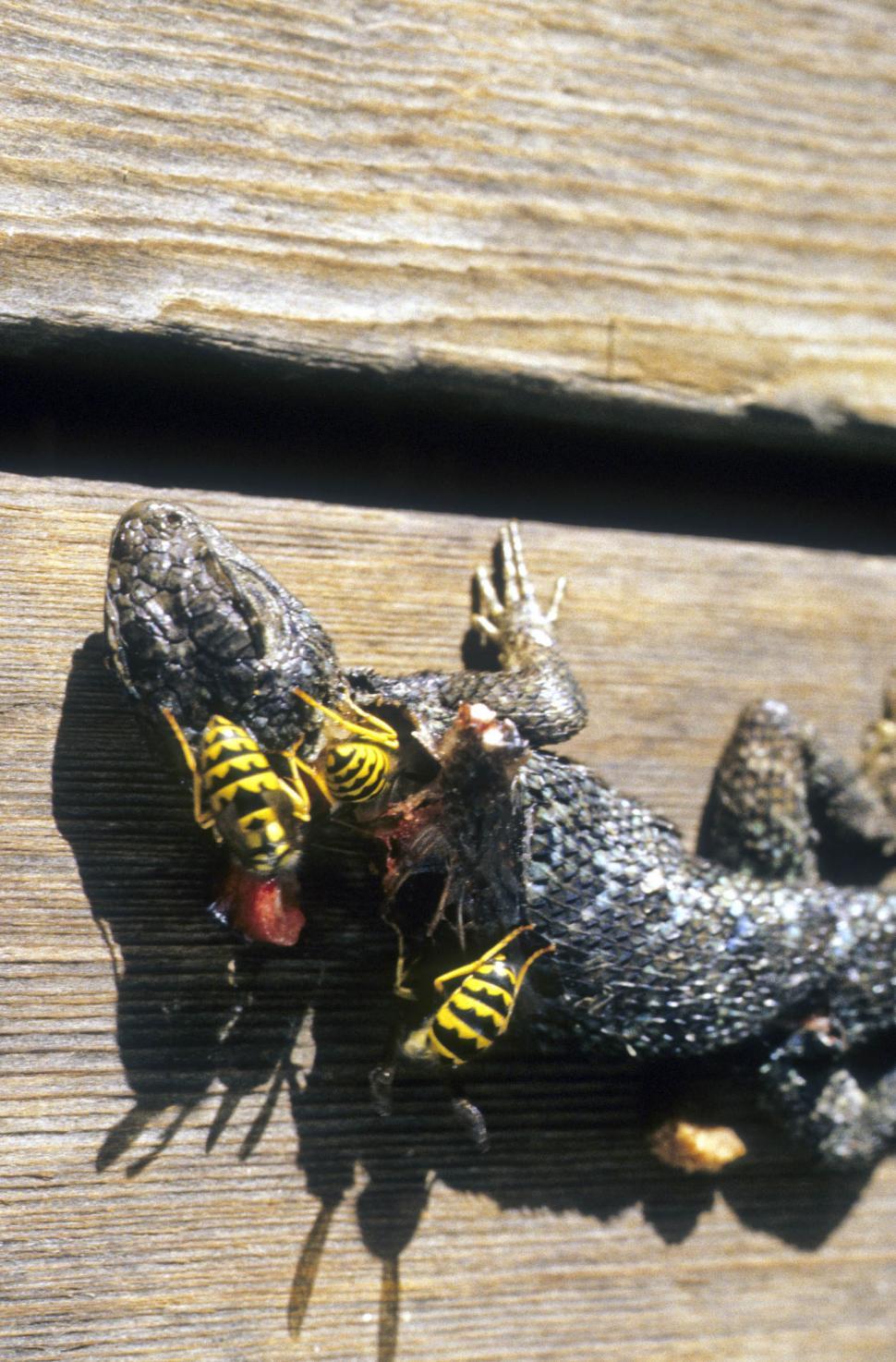 Free Image of dead lizard beign eaten 