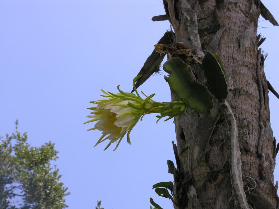 Free Image of Palm tree cactus flower 