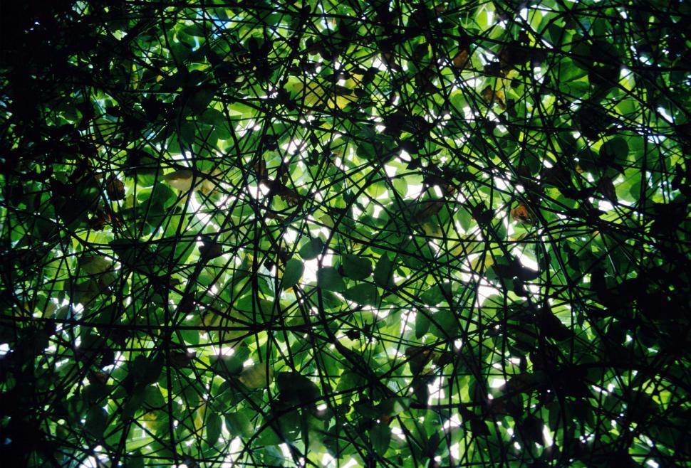 Free Image of Lush Green Tree With Abundant Leaves 