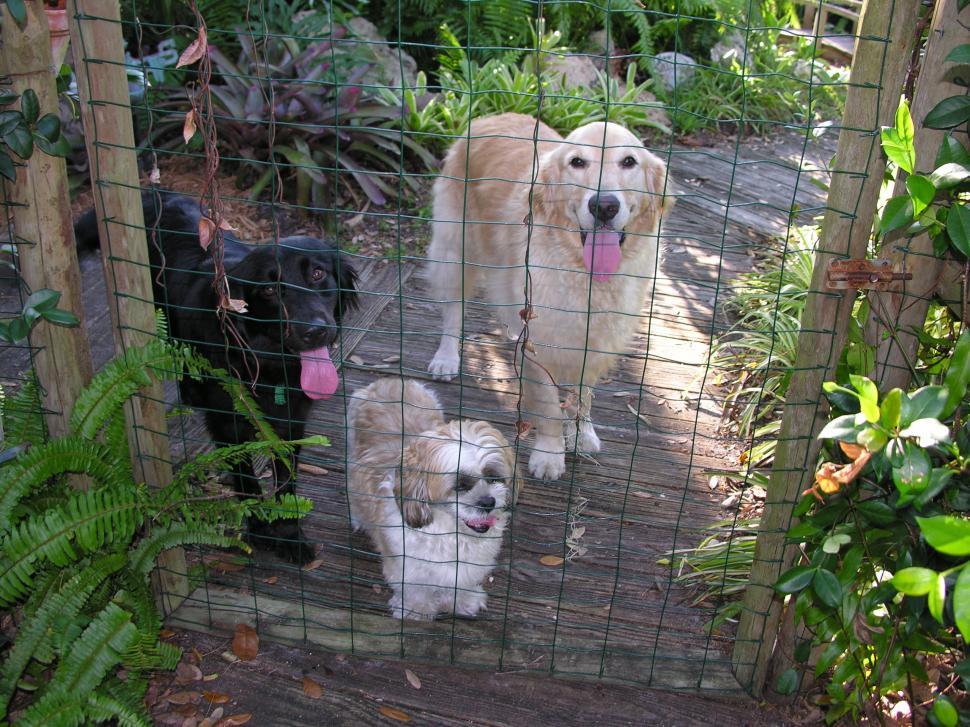 Free Image of Dogs want out 