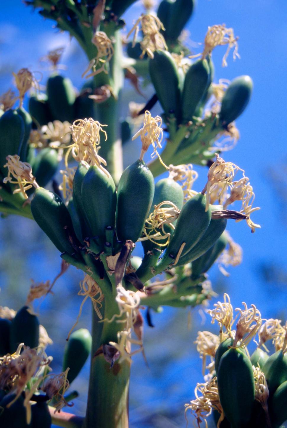 Free Image of Close Up of Plant With Many Flowers 