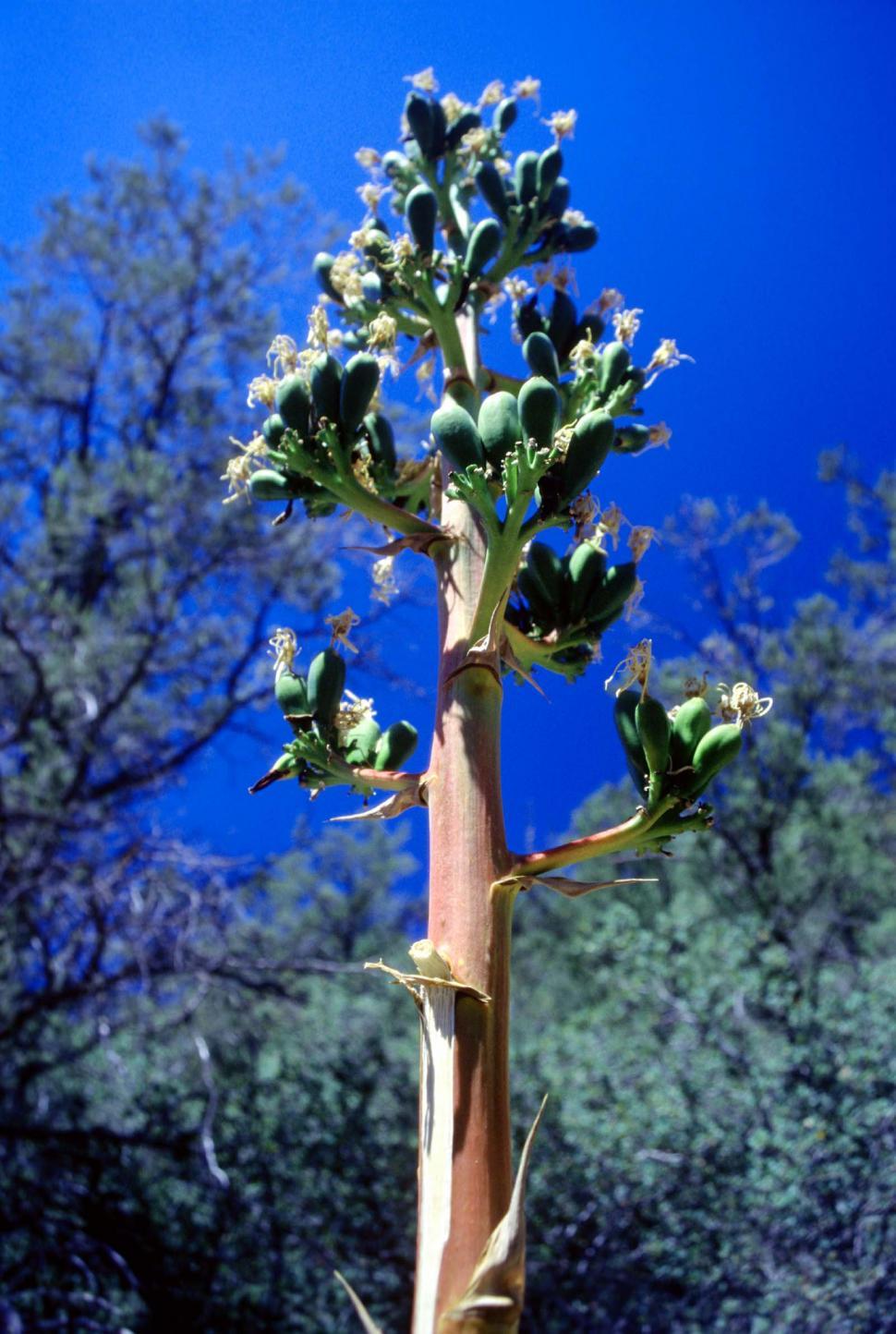 Free Image of Towering Plant With Abundant Leaves 