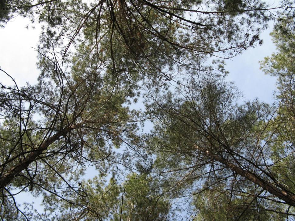 Free Image of trees 