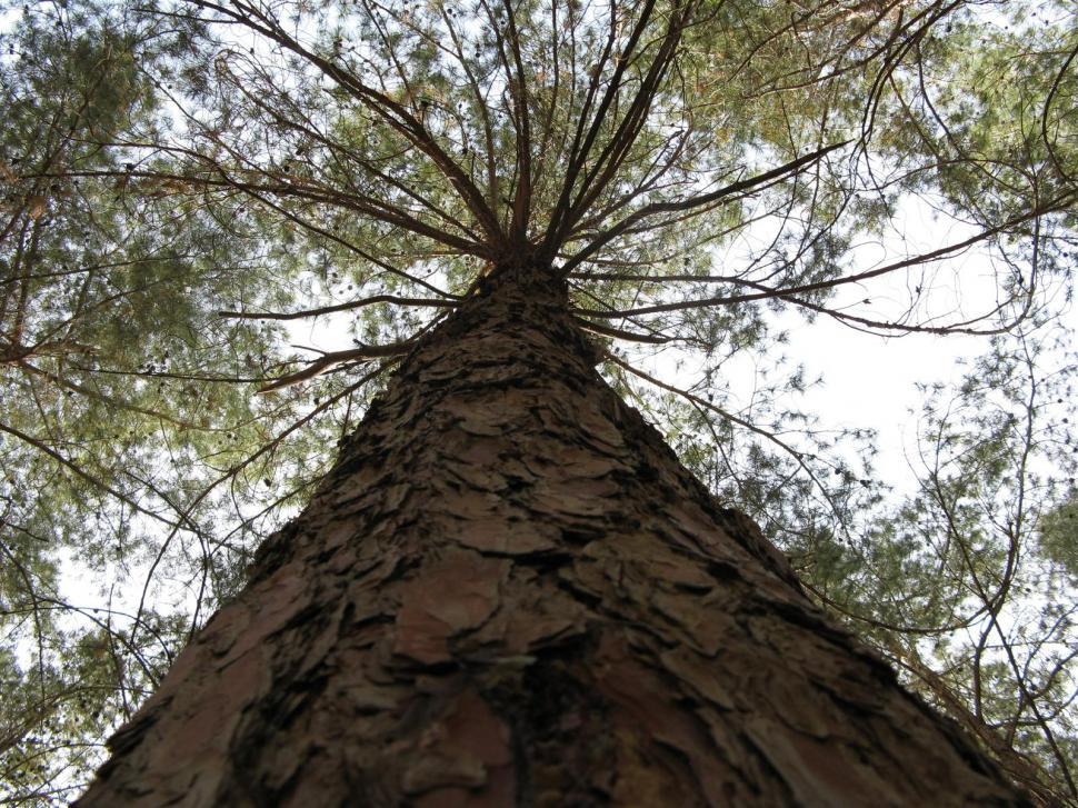 Free Image of tree 