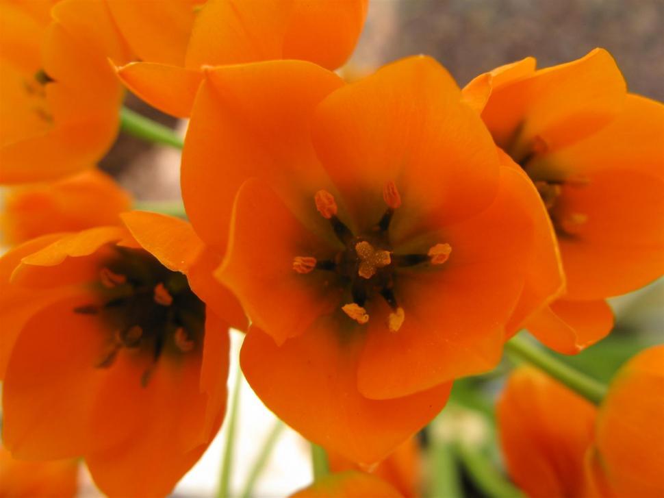 Free Image of Red flower 