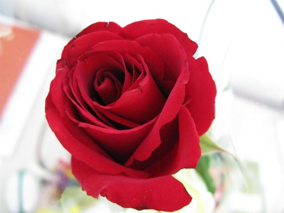 Free Image of Red rose 
