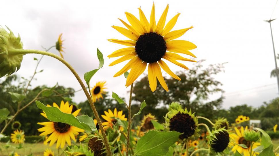Free Image of Sunflower laughing  