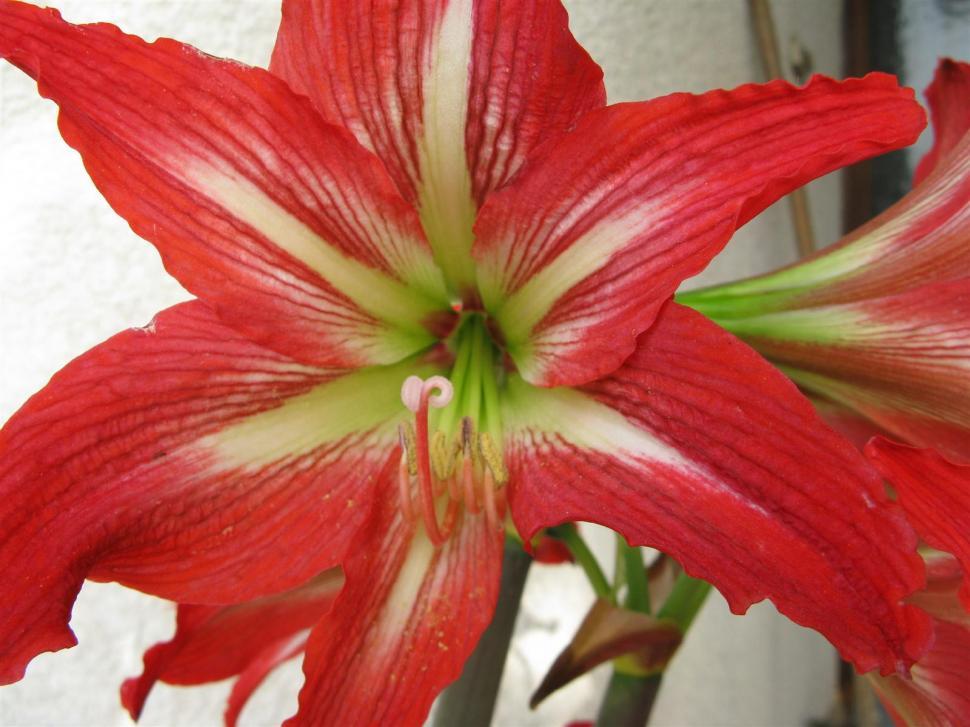 Free Image of Red white flower 