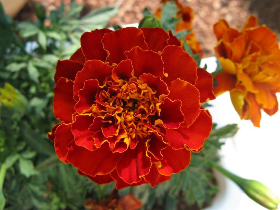 Free Image of Red Flower 
