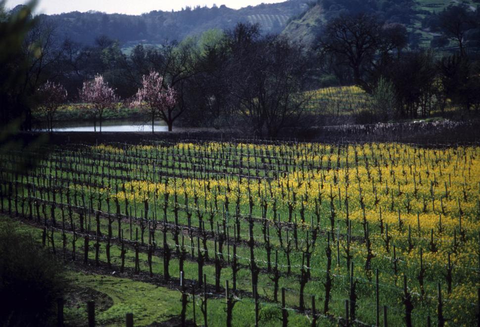 Free Image of lush agricultural landscape 