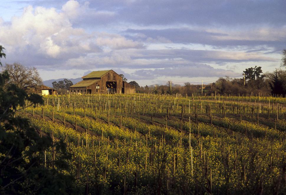Free Image of vineyards with old barn 