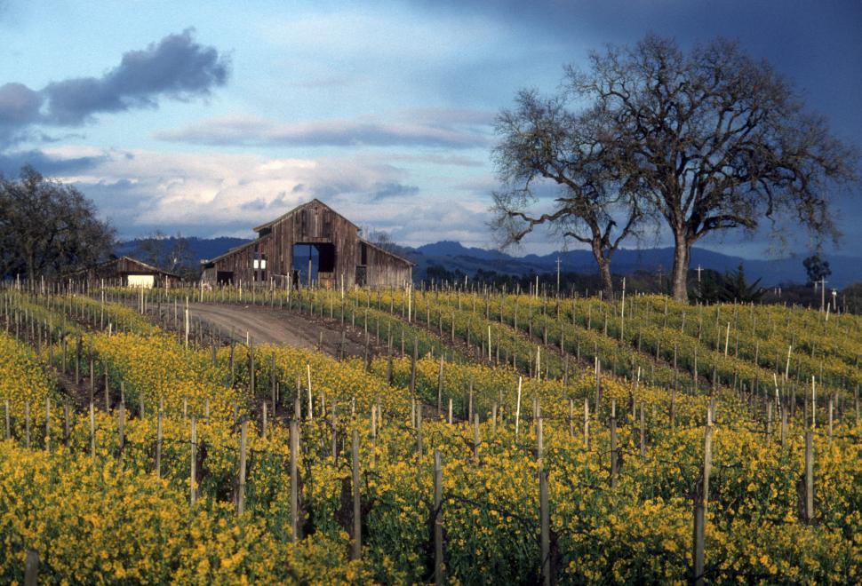 Free Image of old barn and vineyards 2 