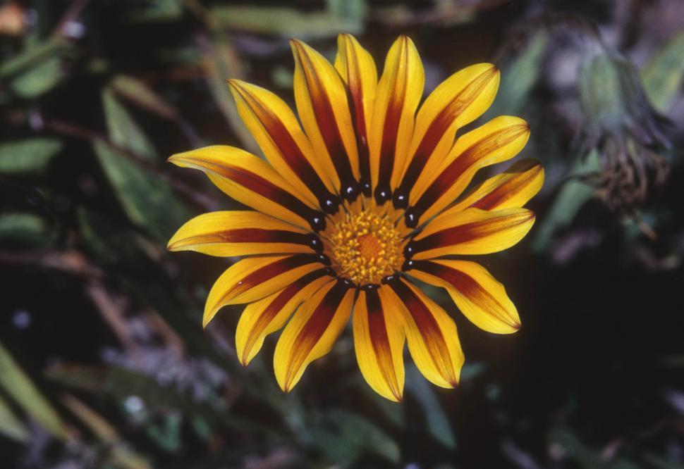 Free Image of flower in bloom 