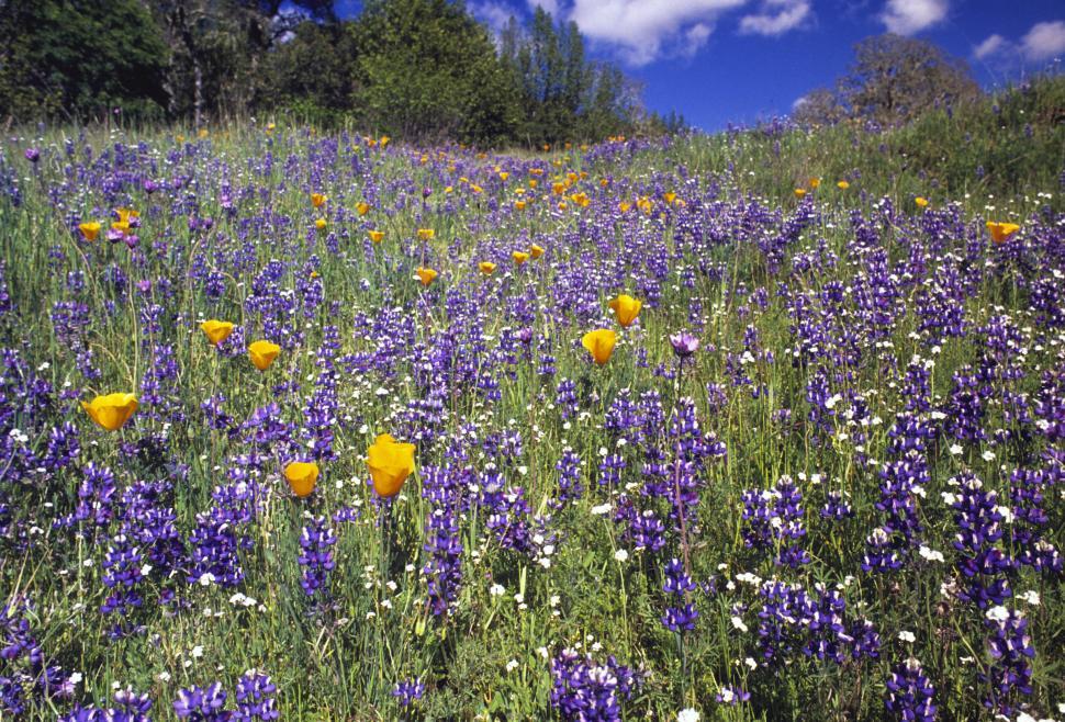 Free Image of field of spring wildflowers 