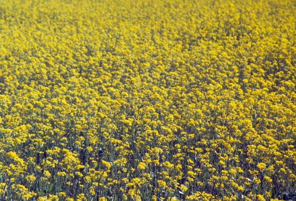 Free Image of wildflowers 
