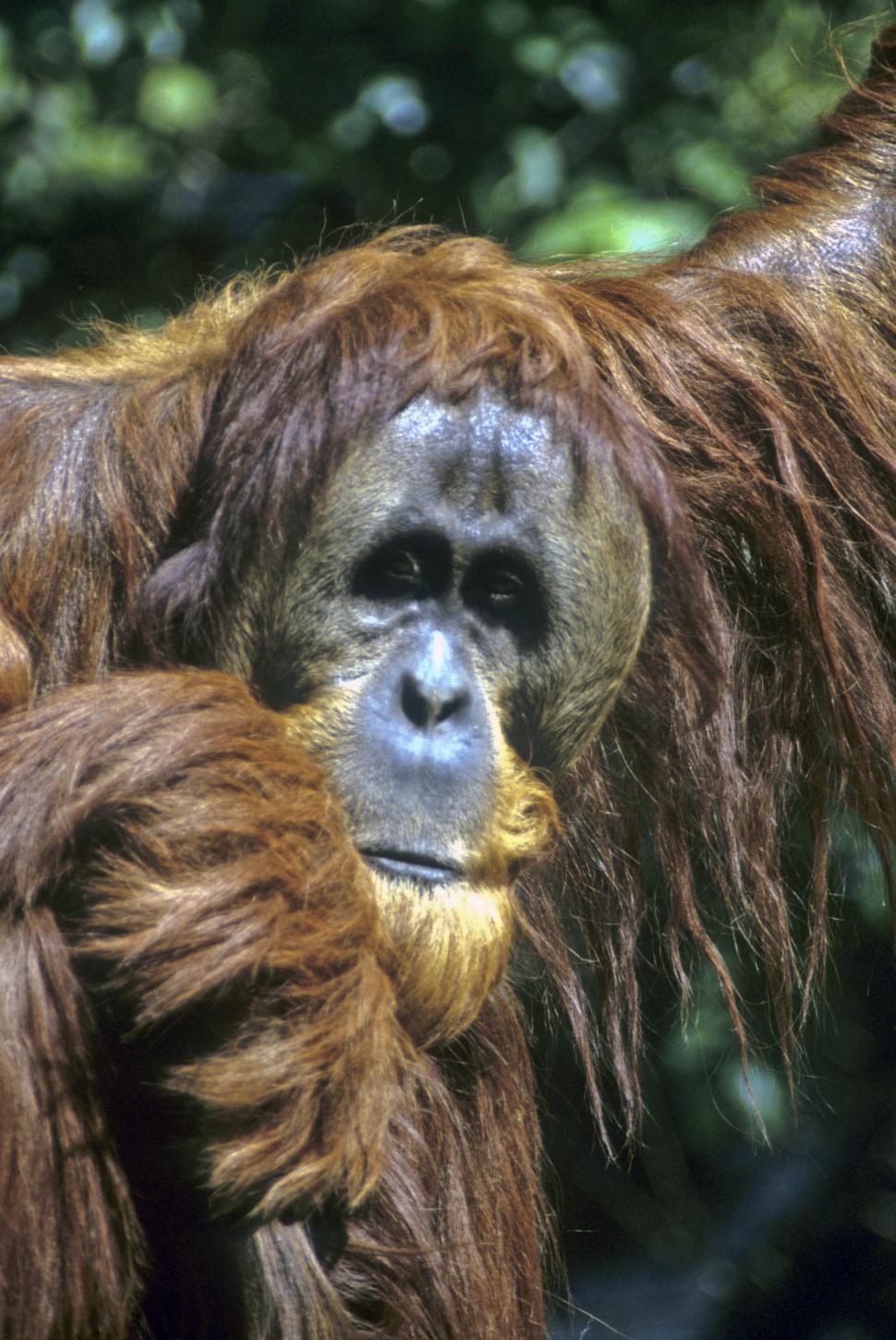 Free Image of orangutan 