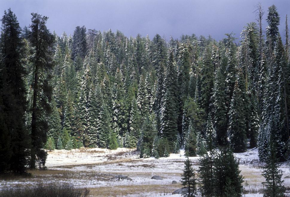 Free Image of snowy forest clearing 