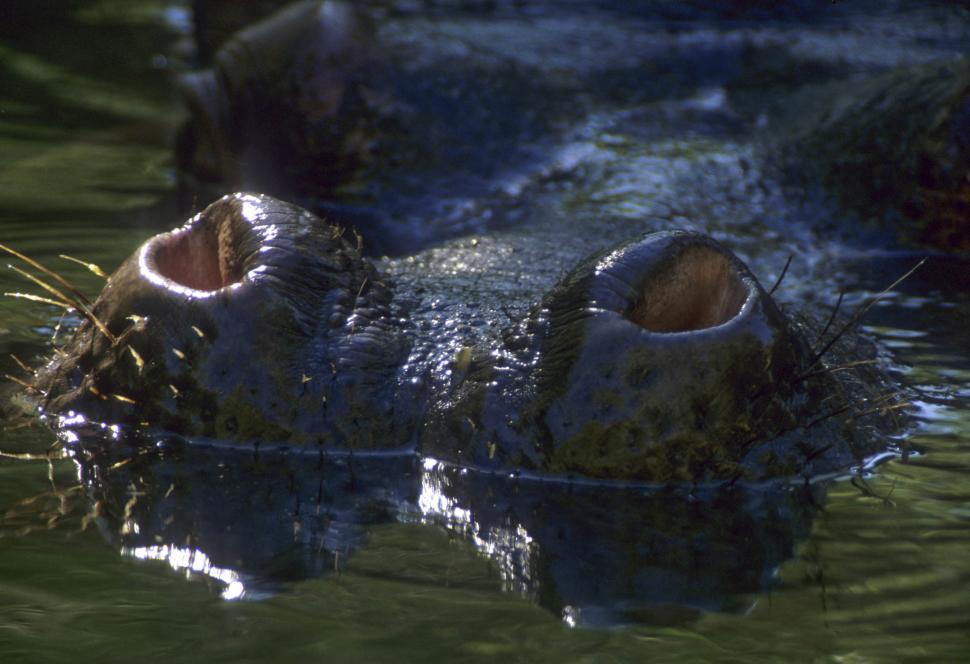 Free Image of hippo nose 