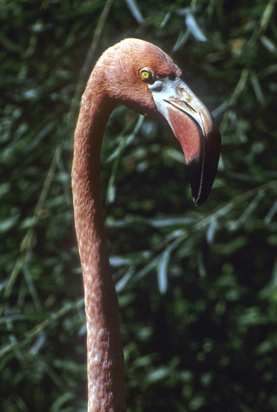 Free Image of pink flamingo 