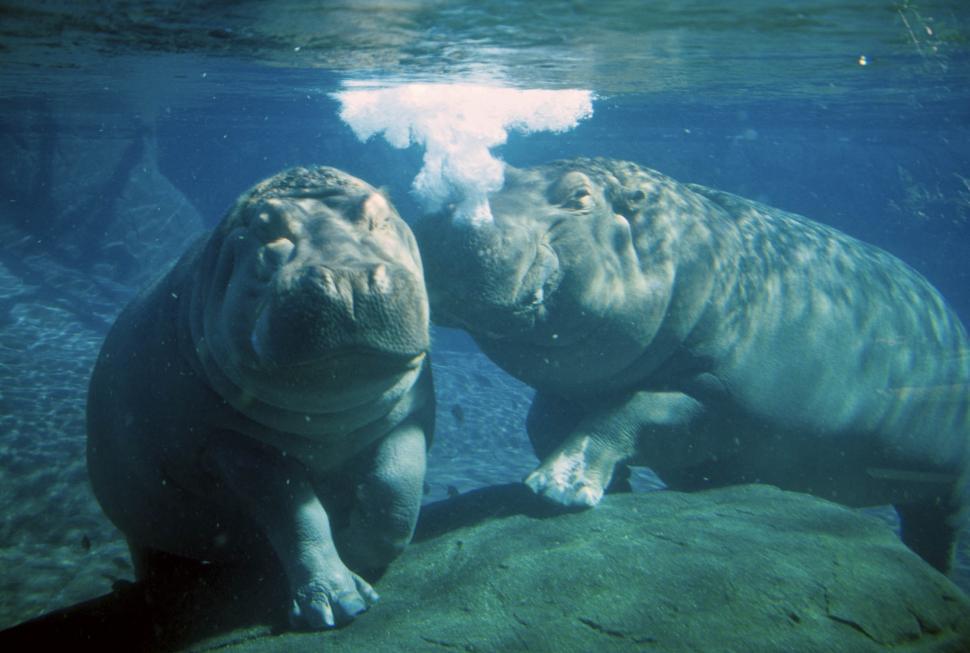 Free Image of underwater hippos 