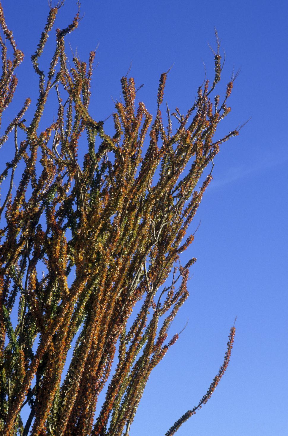 Free Image of ocotillo leafing out 
