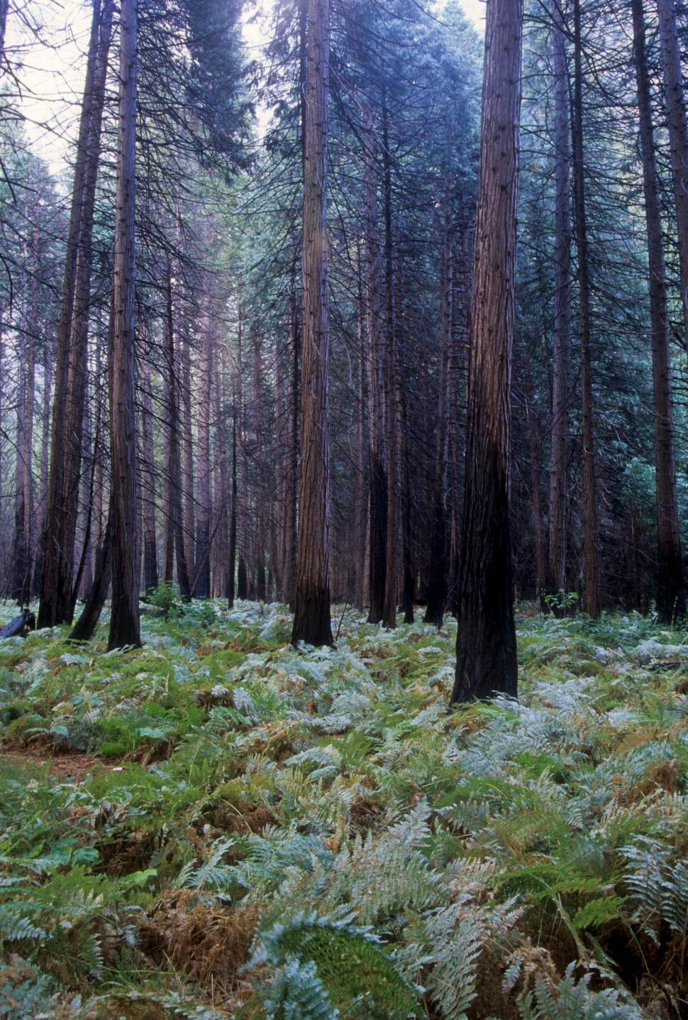 Free Image of redwood forest 