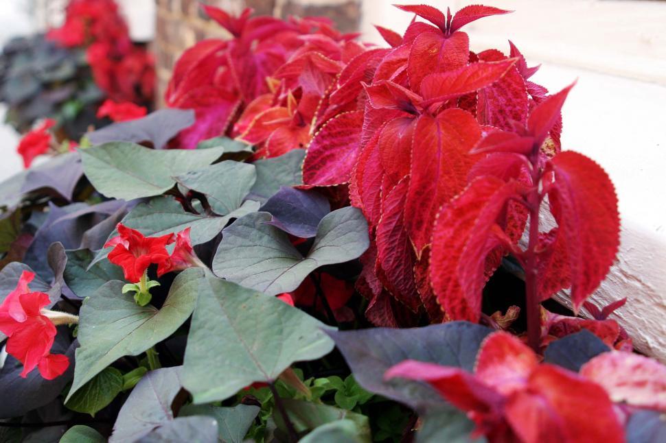 Free Image of coleus flowers 